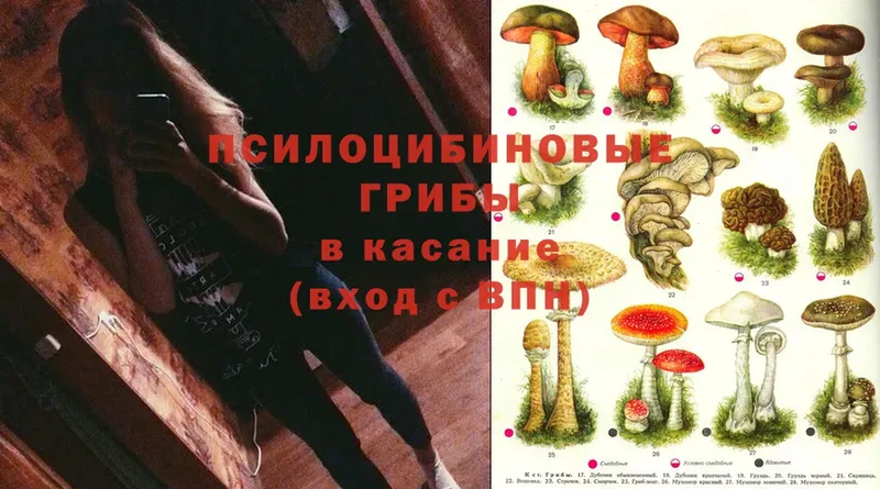 Псилоцибиновые грибы Psilocybine cubensis  Дубовка 